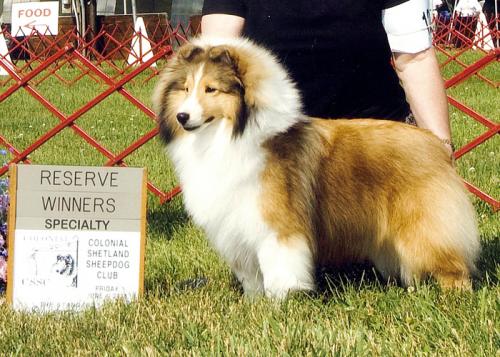 Tansy, Rabbit Run Fun and Games, at 11 months wins Reserve Winners Bitch at the Colonial SS Club specialty.