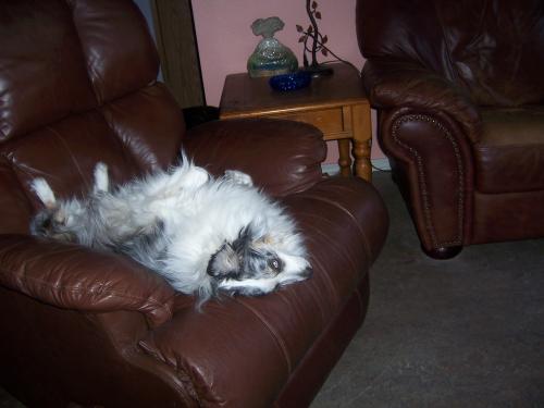 tessa sleeping in recliner, upside down. yes, she sleeps like, just seeing it makes my neck hurt