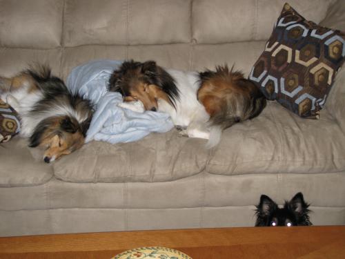 That's either a gremlin...or Toby.  :)
