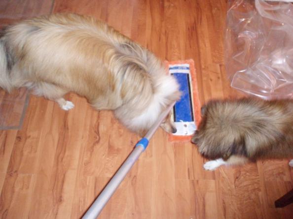 The Ancient Sheltie Art of Broom Herding