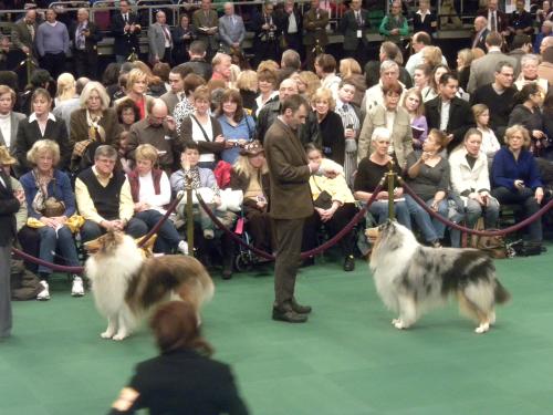The collies in the ring