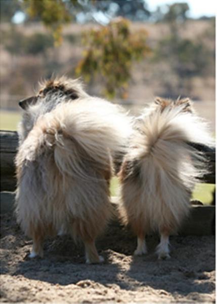 The cutest butts in Canberra