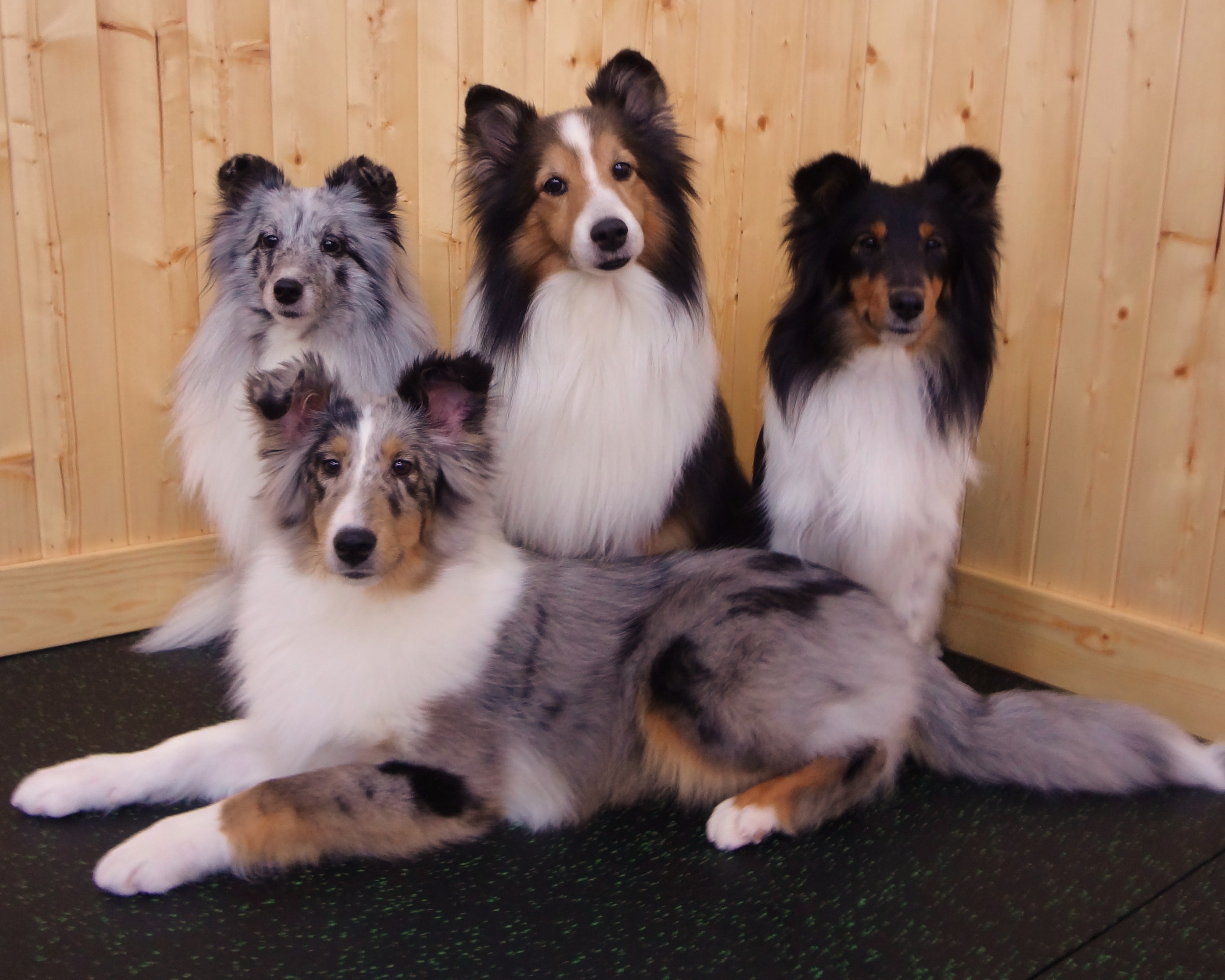 The gang- Birch at 6 months. The angle makes him look huge!