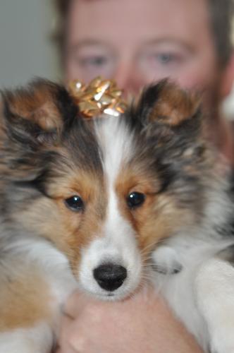 the gift