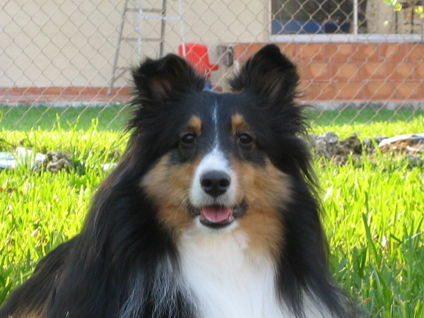 The Regal Look. I had to offer a cookie to get her ears up.