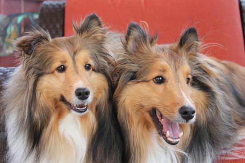 The Sheltie 2