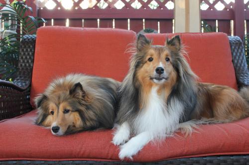 The Sheltie 2