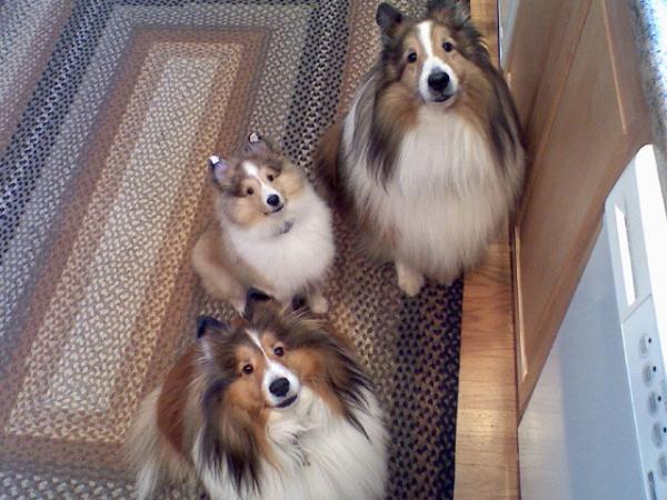 The three T's!

Back to front:  Trevor, Tyler, & Toby