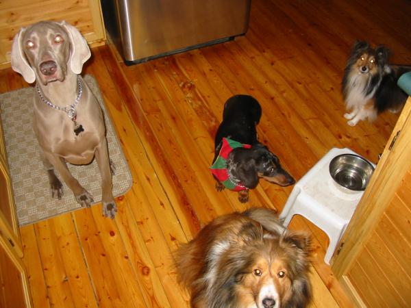 the Zoo Crew