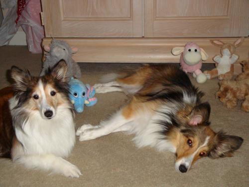These are just some of the toys that Sassafras had at her disposal before Zoey came along. Lounging next to her is our Bentley boo.