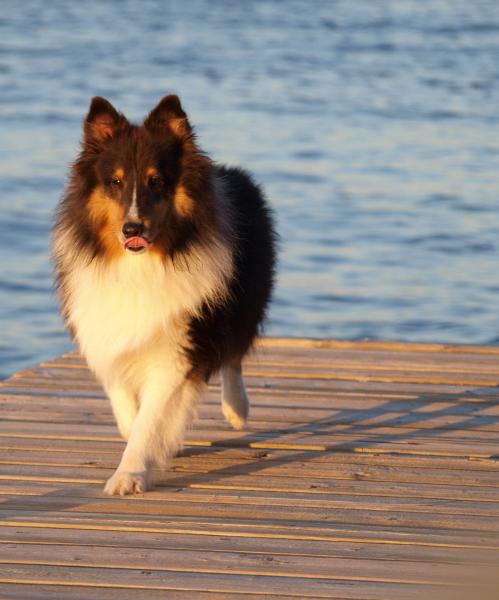 These docks are made for walking; walking is what I do, someday I'm gonna walk all over you....