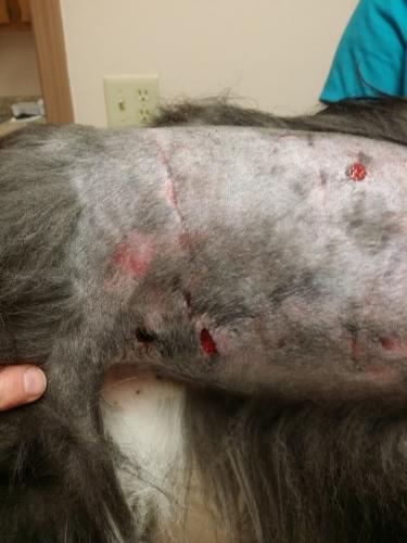 These holes in the abdomen are the ones I found first when I did a cursory check on him after (I truly though i would find him disemboweled).  Bits of