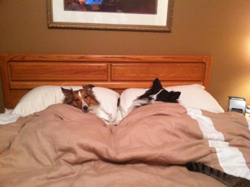 This cute pic made it to the Sheltie Nation page! All tucked in and ready for bed. :)