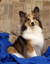 This is our first rescue Sheltie Bentley, whom we adopted in Feb. 2009 at just 1.5 years old. He is Mr. Personality. I just love this picture that our