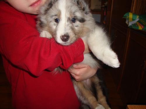 This is our new baby, Dandie