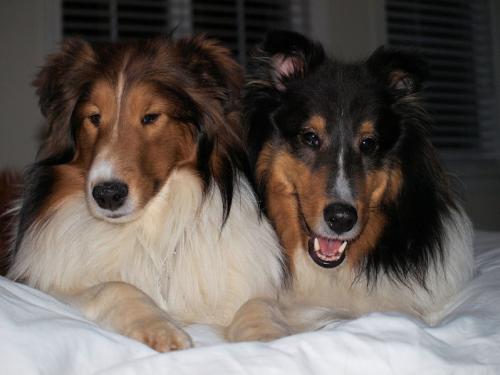 This picture is too funny - Just pretending we are best buds! See the fake smile on Indy's face...he's already plotting his next attack, and Bacca is