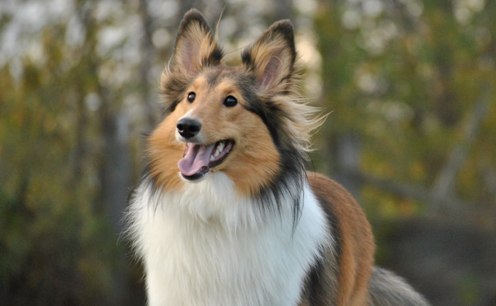 This picture just melts my heart :) my little Kyara!
