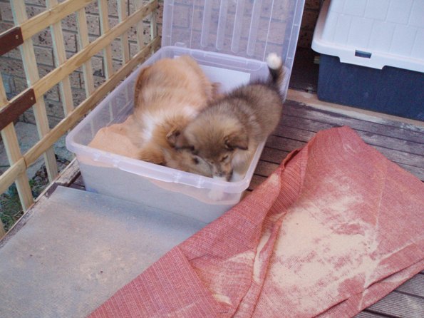 This sandbox aint big enough for the two of us.