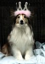This was our little princess Sassafras, or Sassy, proudly wearing her tiara. She was our smallest Sheltie, weighing in at just 12 lbs., and our smarte