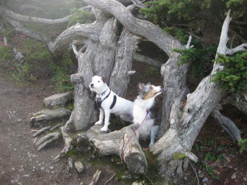 This was taken on the trail heading up Flat Top.
