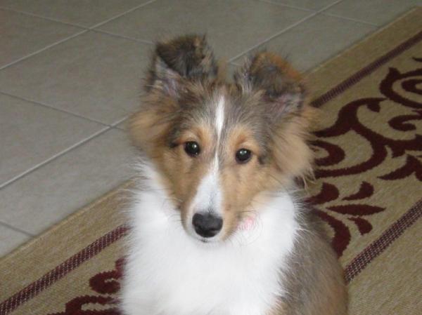 This was when I was still trying to glue her ears down - 19 weeks