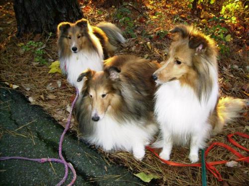 three shelties gold1