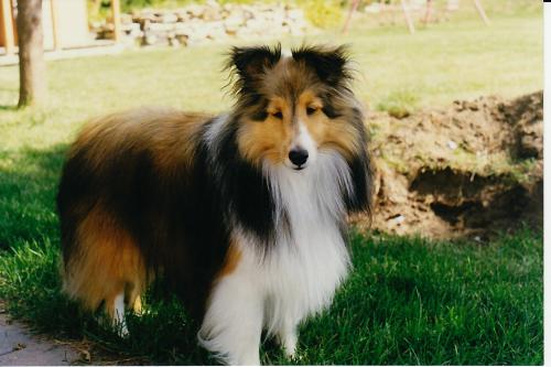 Timber about 1.5 years old (poor pup really needed an ear trim!)
