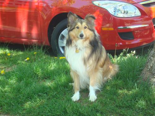 Toffee and the new car! He somehow knew it was his new ride! He also looks good in red :D