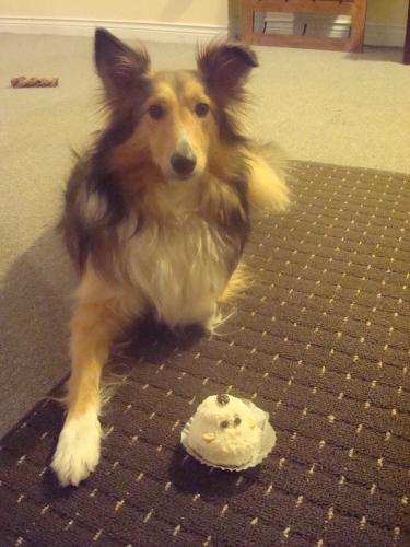 Toffee and the pupcake..
Taught 'leave it' without intimidation!
