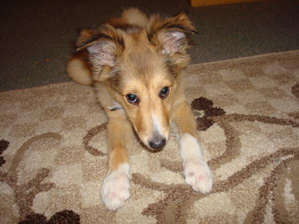 Toffee 'NOT' guilty, lol