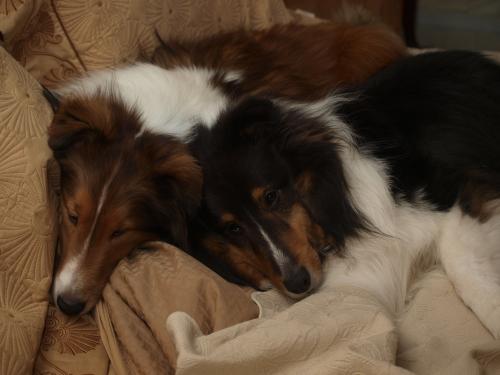 Too much turkey!  We're stuffed!