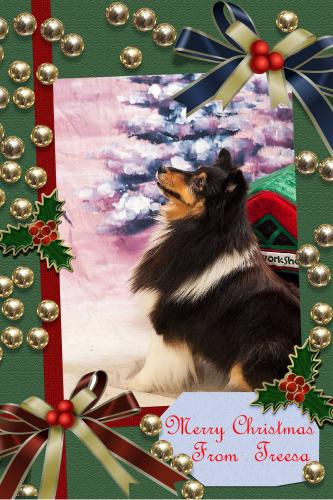 Treesa's Xmas photo..sitting pretty
