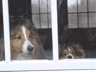 Trevor & Toby