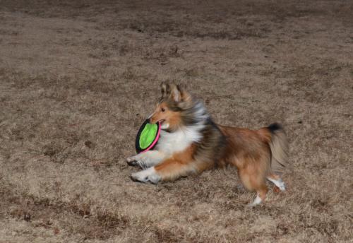 Trying to get an action shot (in low light) with my new camera