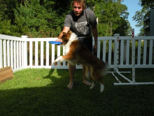 Trying to teach Lexi to catch a frisbee.  She'll take it from our hands in the air--that's a start!