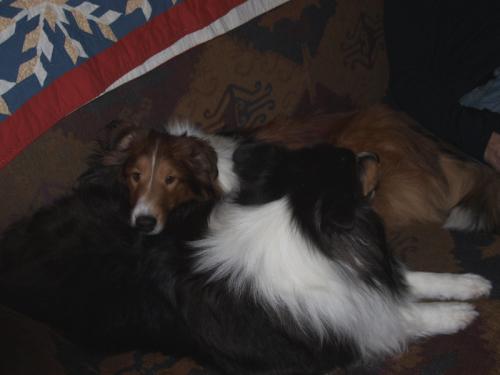 Tuckered Out!  Turkey makes us soo-o-o-o sleepy!