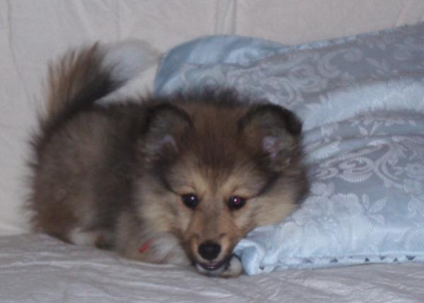 Tully - 3 month old fox