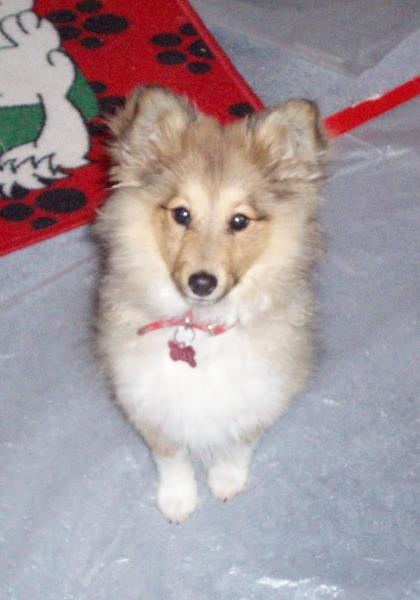 Tully - 4 month old toy