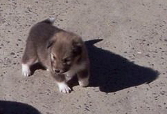 Tully - 4 week old wombat