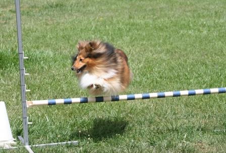 Tully agility trial