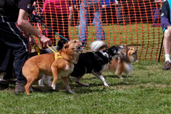 Tully and her 'elder' team mates waiting to get into the ring.  They are all barking nutters - that's why Tully loves it so much.