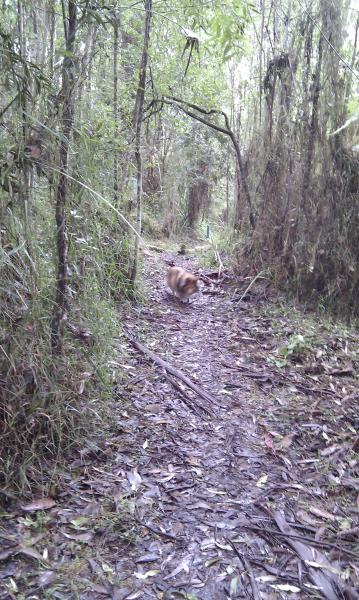 Tully in the bush near our (maybe) new home.