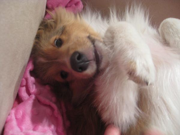 tummy rub please