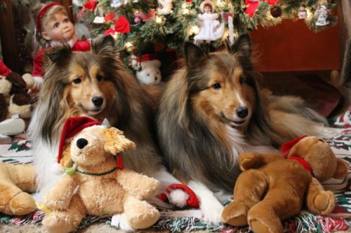 Two Shelties - photo shoot 1