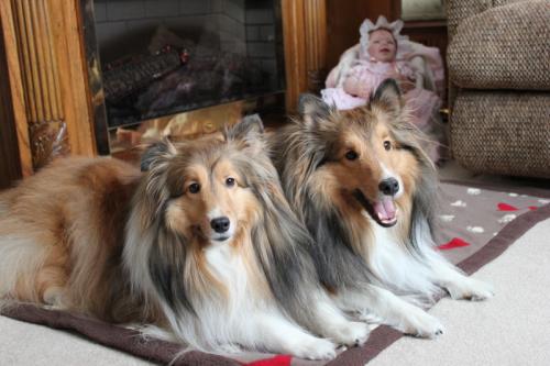 Two Shelties