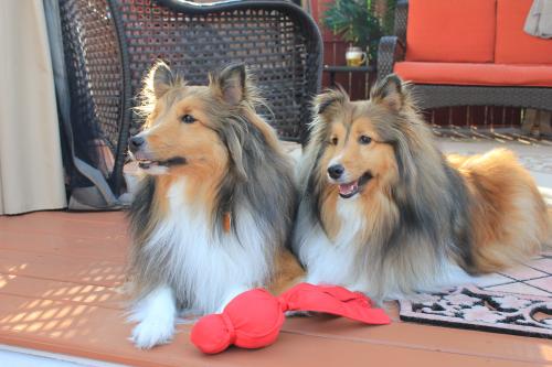Two Shelties