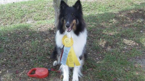 UKC Companion Dog title 9-16-12 Earned in 3 consecutive trials at 17 months old.