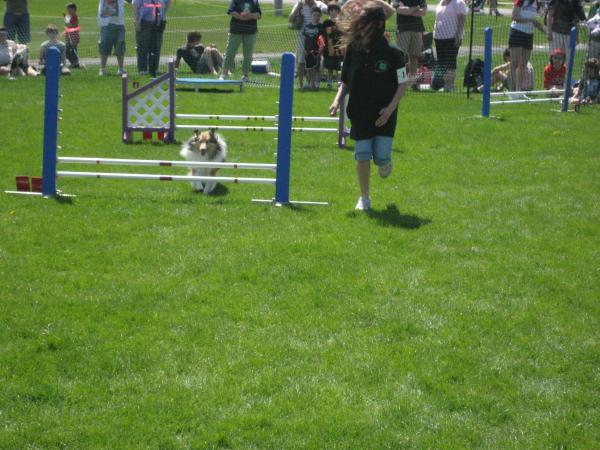 Vinca doing agility.