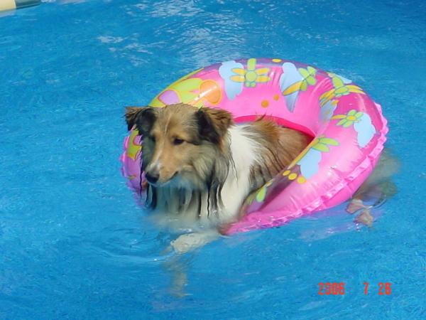 Vinca hanging in the pool.