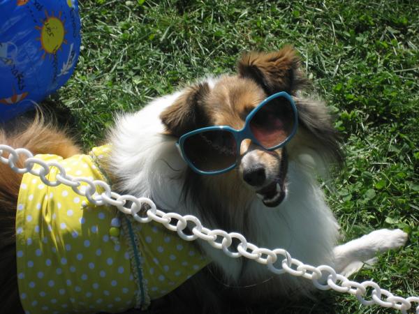 Vinca wearing her shades at the Sheltie rescue picnic's costume parade